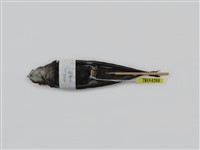 藏品(小雨燕)的圖片